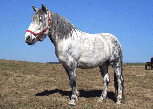 altay-ati