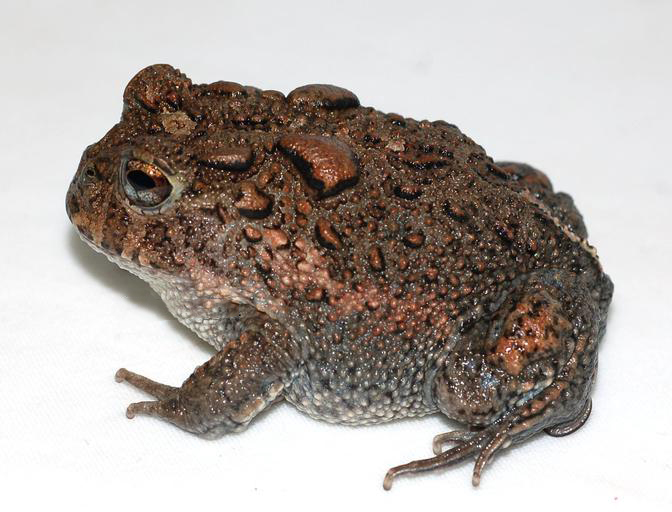 odontophrynus-cultripes-qurbagasi