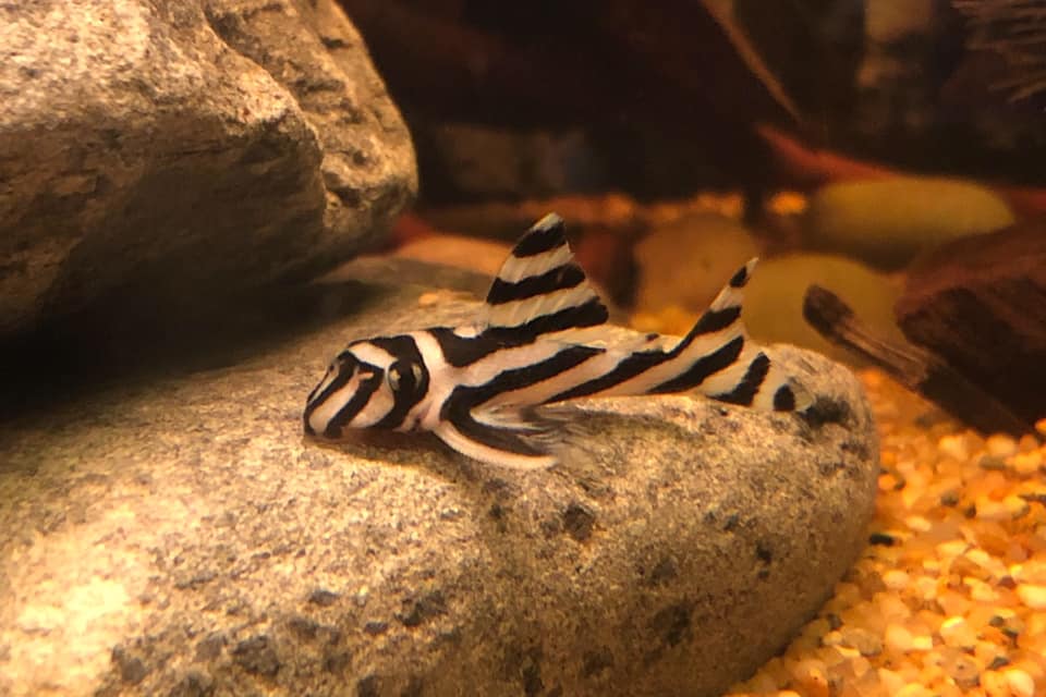 zebra-pleko-baligi