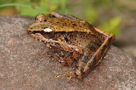 meristogenys-amoropalamus-qurbagasi