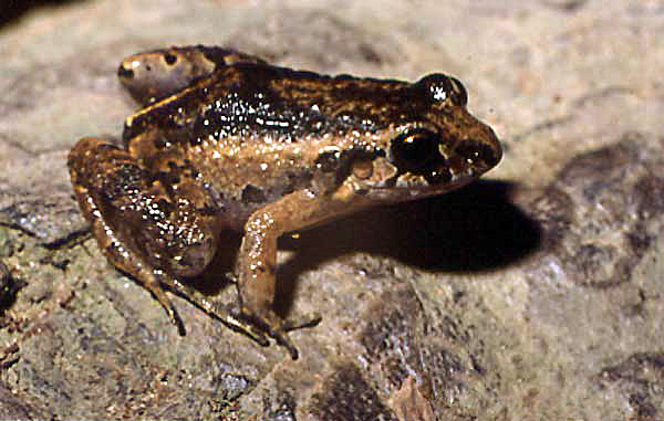 adenomera-andreae