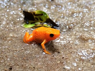 brachycephalus-alipioi-qurbagasi