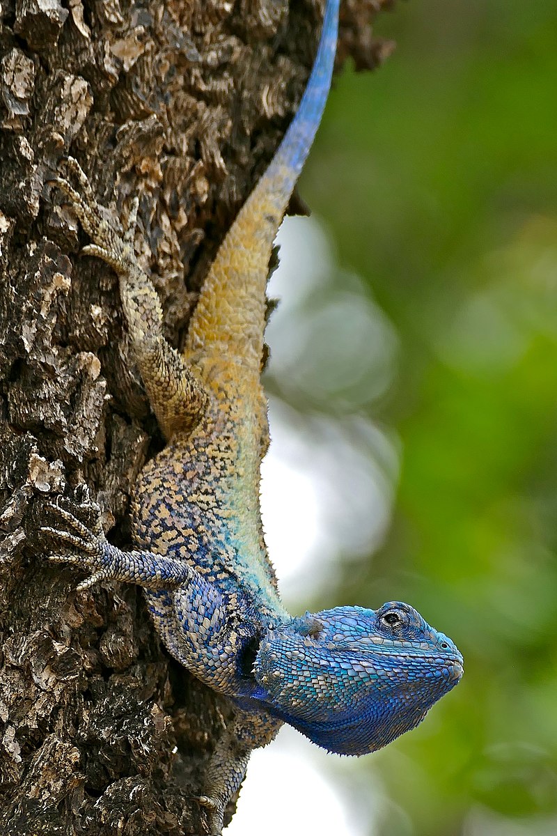 acanthocercus-atricollis-kertenkelesi