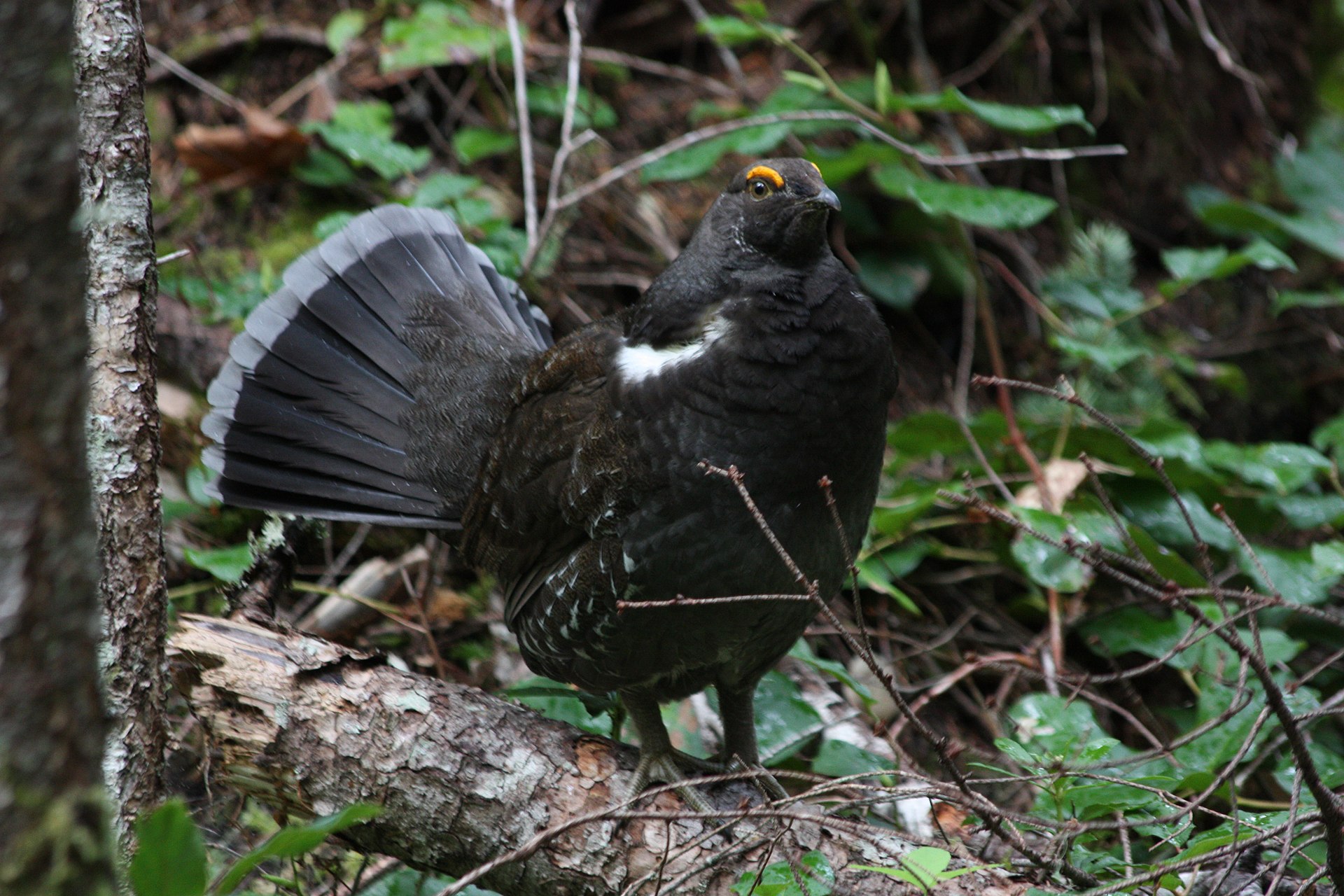 dendragapus-fuliginosus-keklik-novu