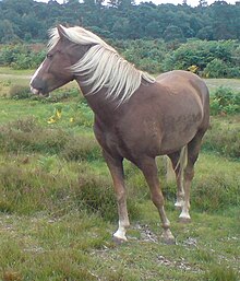 new-forest-pony-at-cinsi