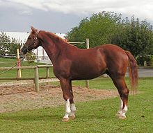 westfalen-ati