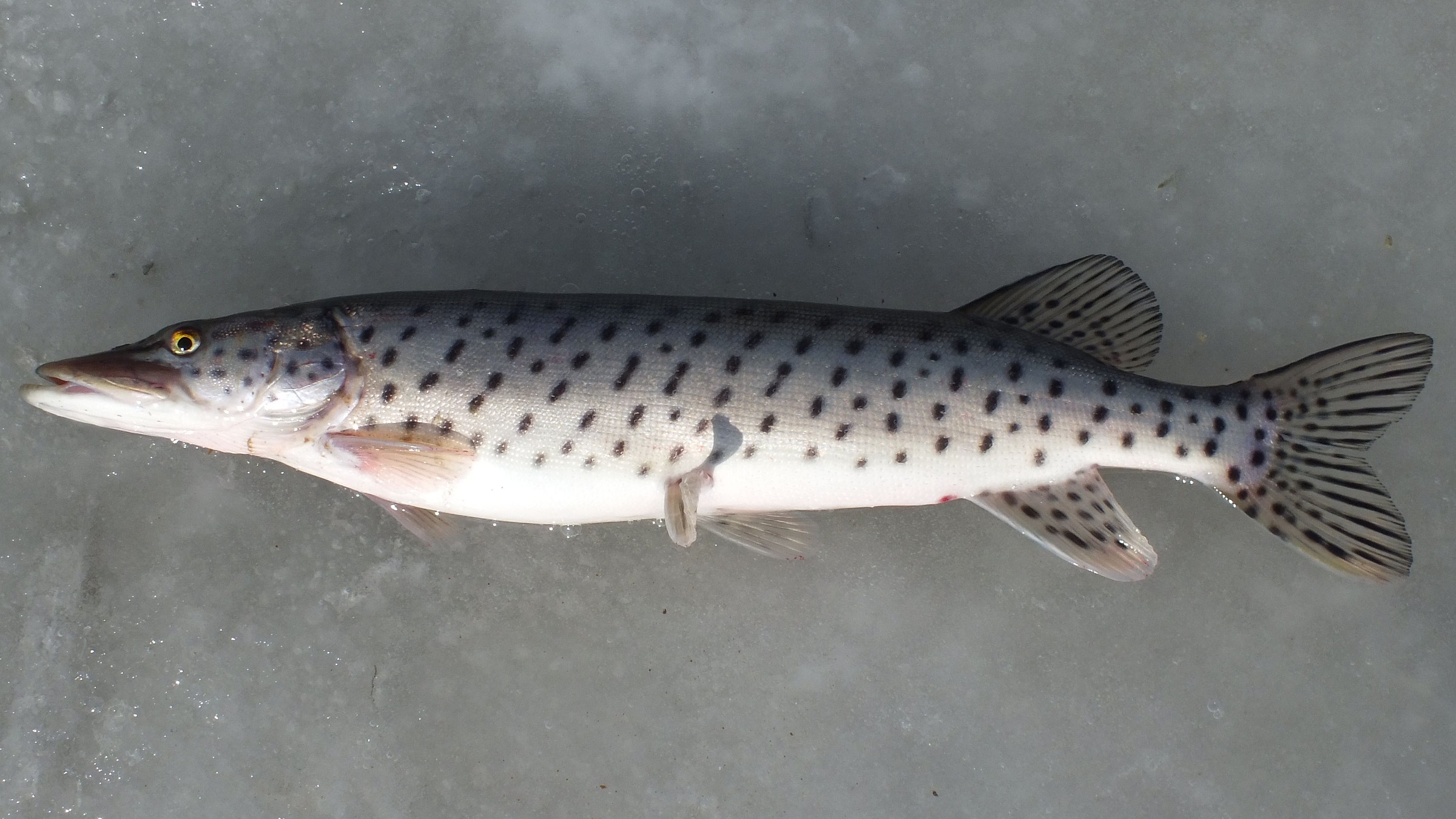 amur-pike-baliq-nov