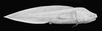 aphyonidae