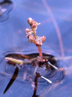 myriophyllum-alterniflorum