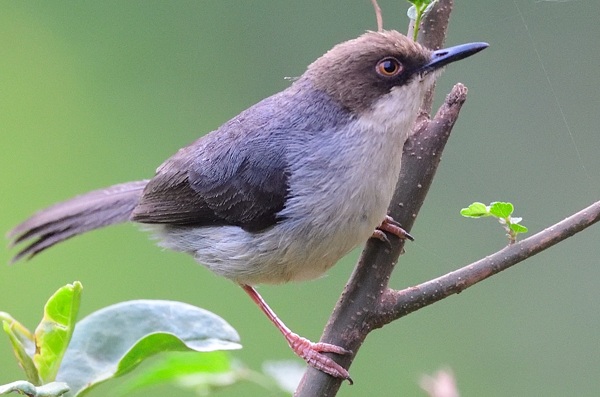 qehveyi-basli-apalis