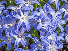 scilla-luciliae