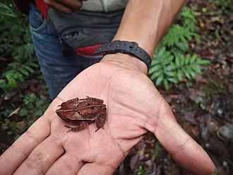 rhinella-roqueana-qurbagasi