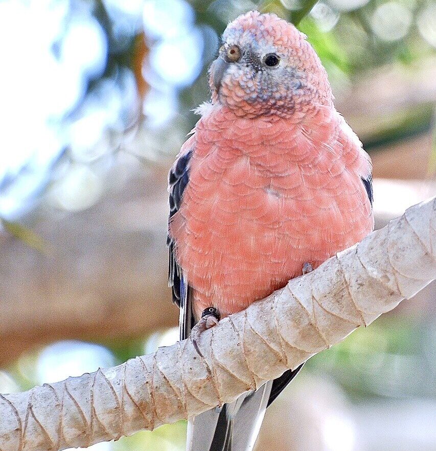 burk-tutuqususu-bourkes-parrot