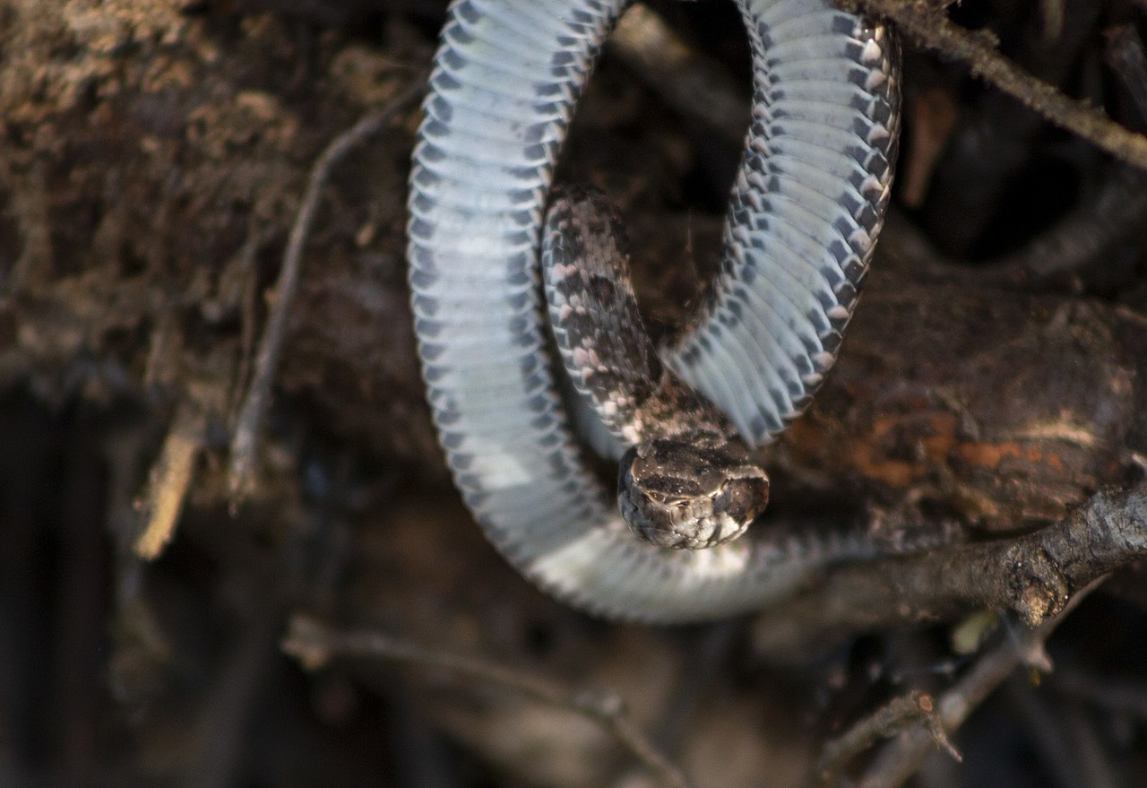 bothrops-erythromelas-ilani
