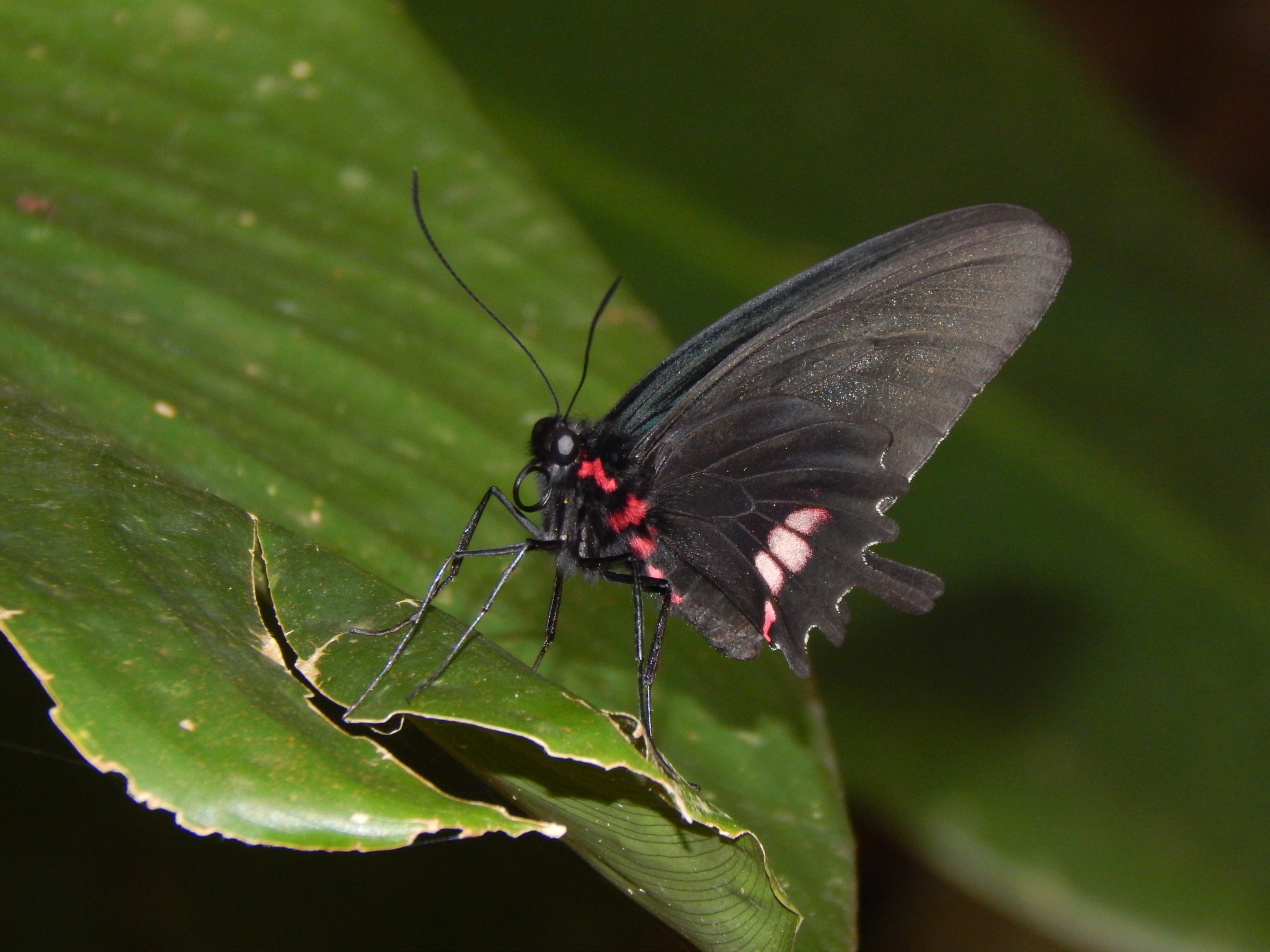 parides-tros-kepenek-novu