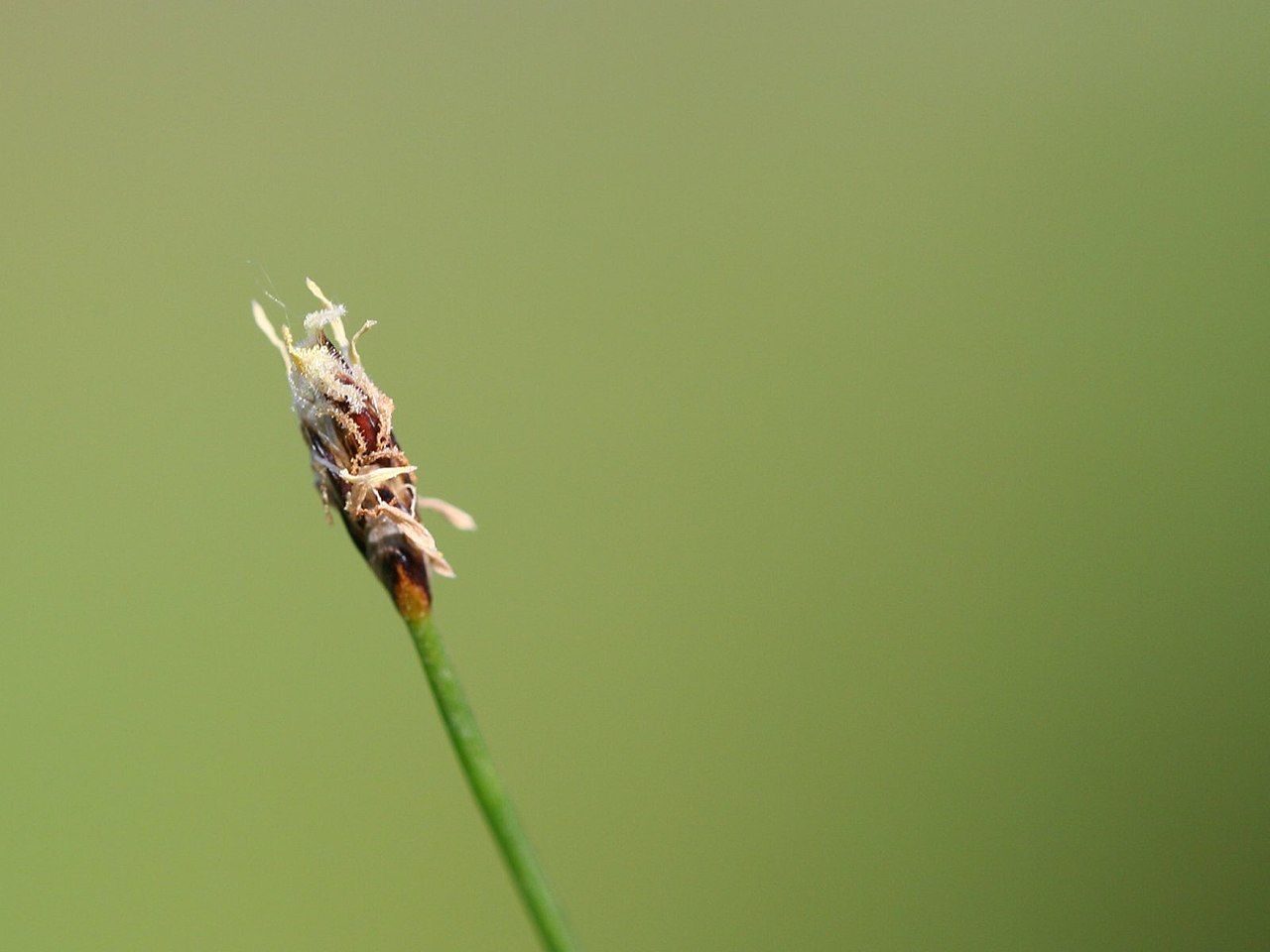 eleocharis-acicularis