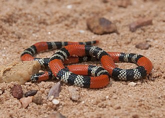 micrurus-frontalis-ilani