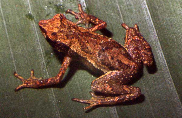 dendrophryniscus-berthalutzae-qurbagasi