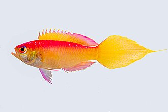 callanthiidae