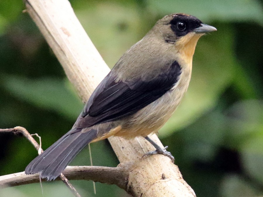 qara-gozluklu-tanager