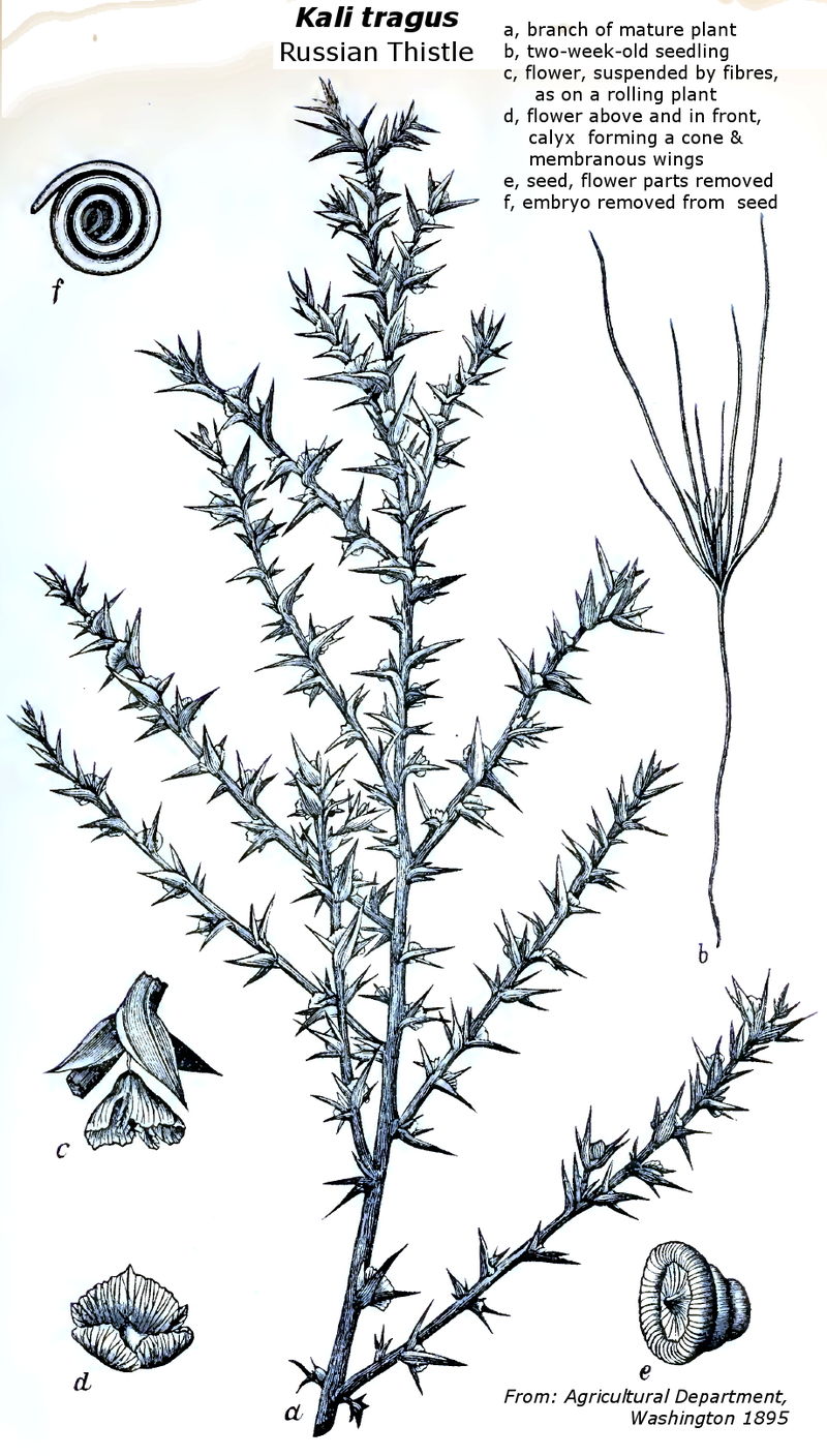 salsola-tragus