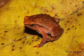 kalophrynus-menglienicus-qurbagasi