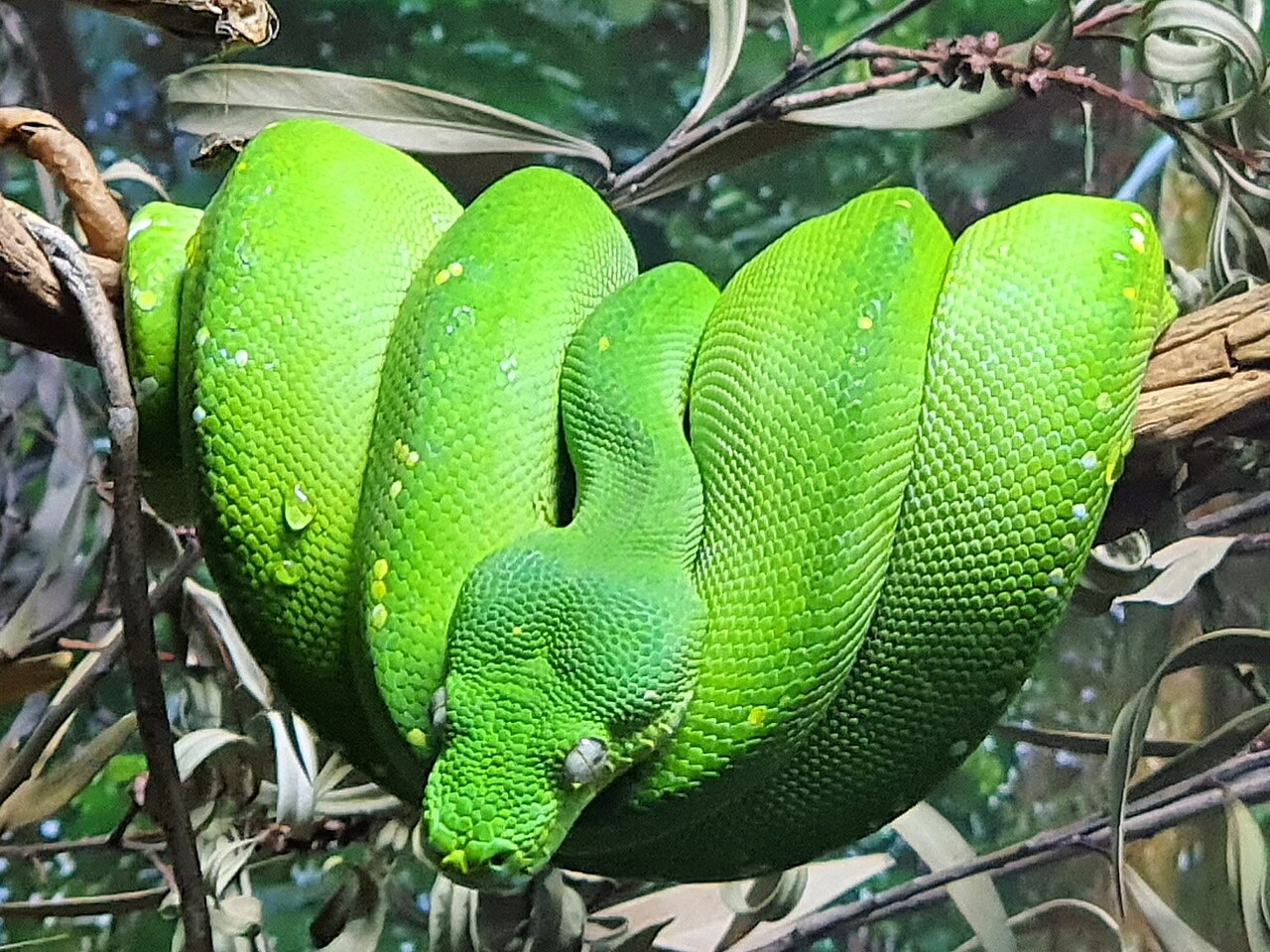 yasil-agac-pitonu