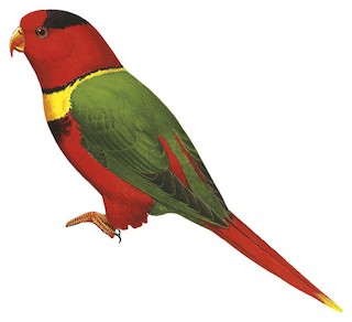 hersoq-loriketi