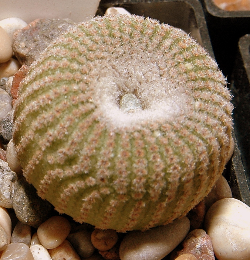 yavia-cryptocarpa
