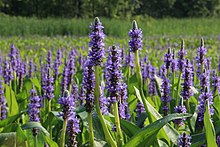 pontederia-cordata