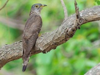 hindistan-ququ-qusu