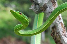 oxybelis-fulgidus-ilani