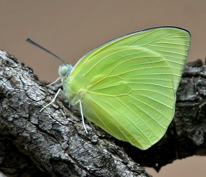 catopsilia-pomona-kepeneyi