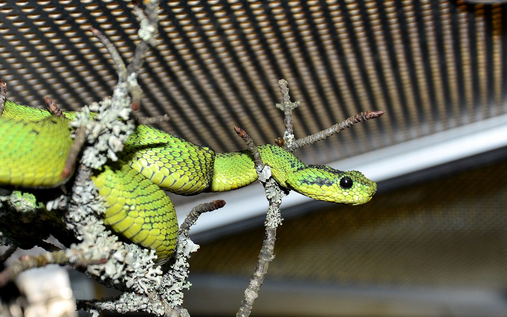 atheris-nitschei-ilani
