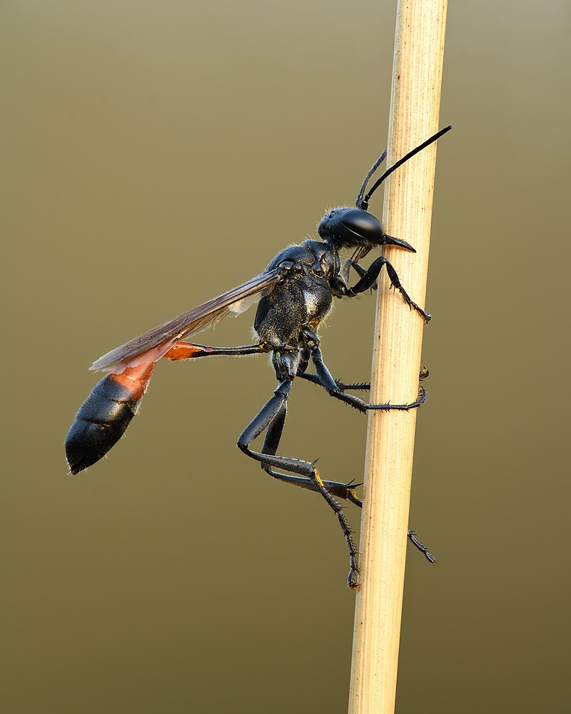 sphecidae-arisi