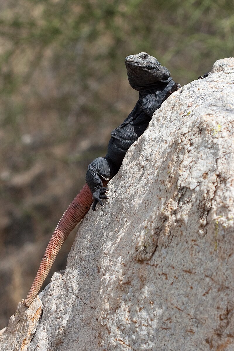 sauromalus-ater-kertenkelesi