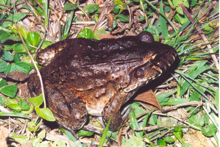 leptodactylus-labyrinthicus-qurbagasi