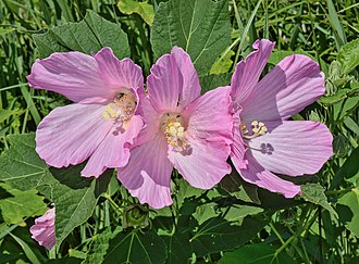 hibiscus-moscheutos
