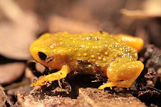 brachycephalus-nodoterga-qurbagasi
