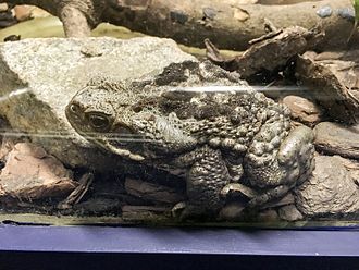 rhinella-jimi-qurbagasi