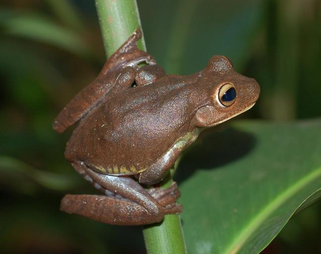 bokermannohyla-vulcaniae-qurbagasi