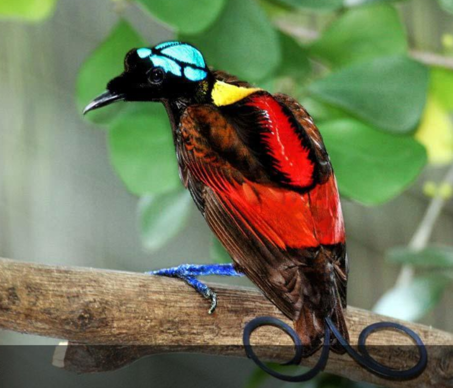 wilsons-bird-of-paradise-qus-novu