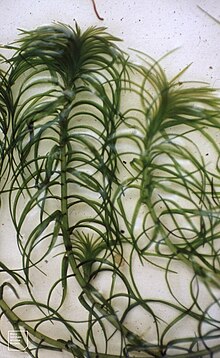 lagarosiphon
