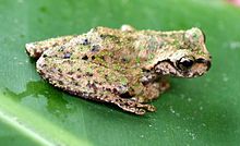 plectrohyla-guatemalensis-qurbagasi
