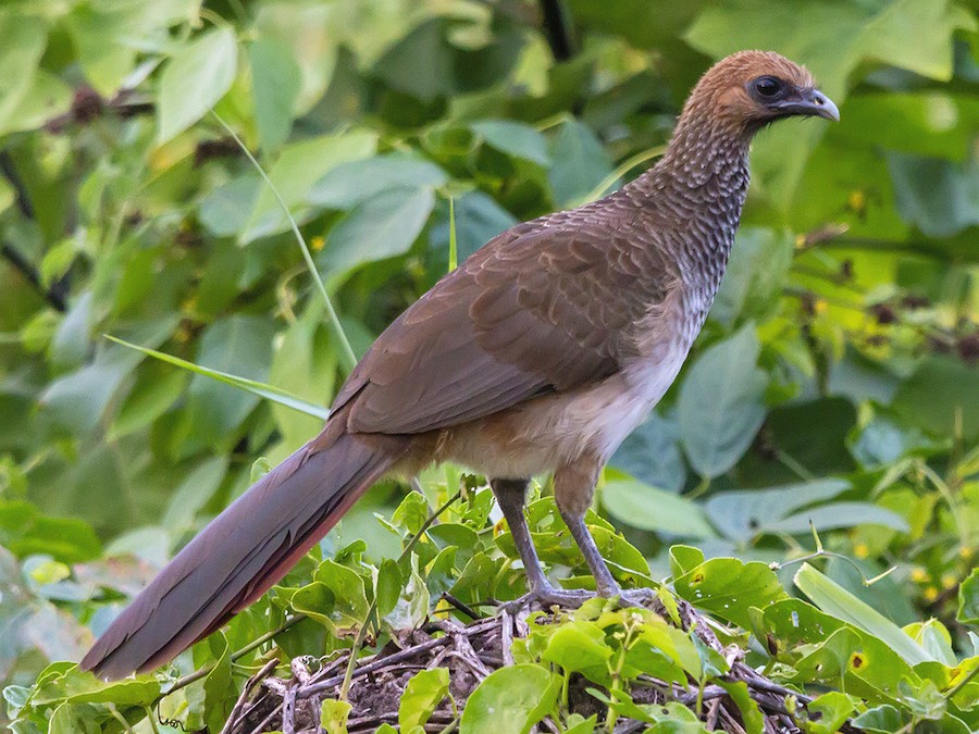 serqi-braziliya-cacalakasi