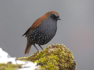 qould-qisaqanadi
