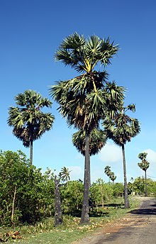 borassus-palmasi