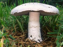 agaricus-campestris-gobelek-novu