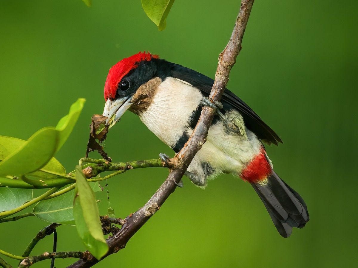 qara-kemerli-barbet