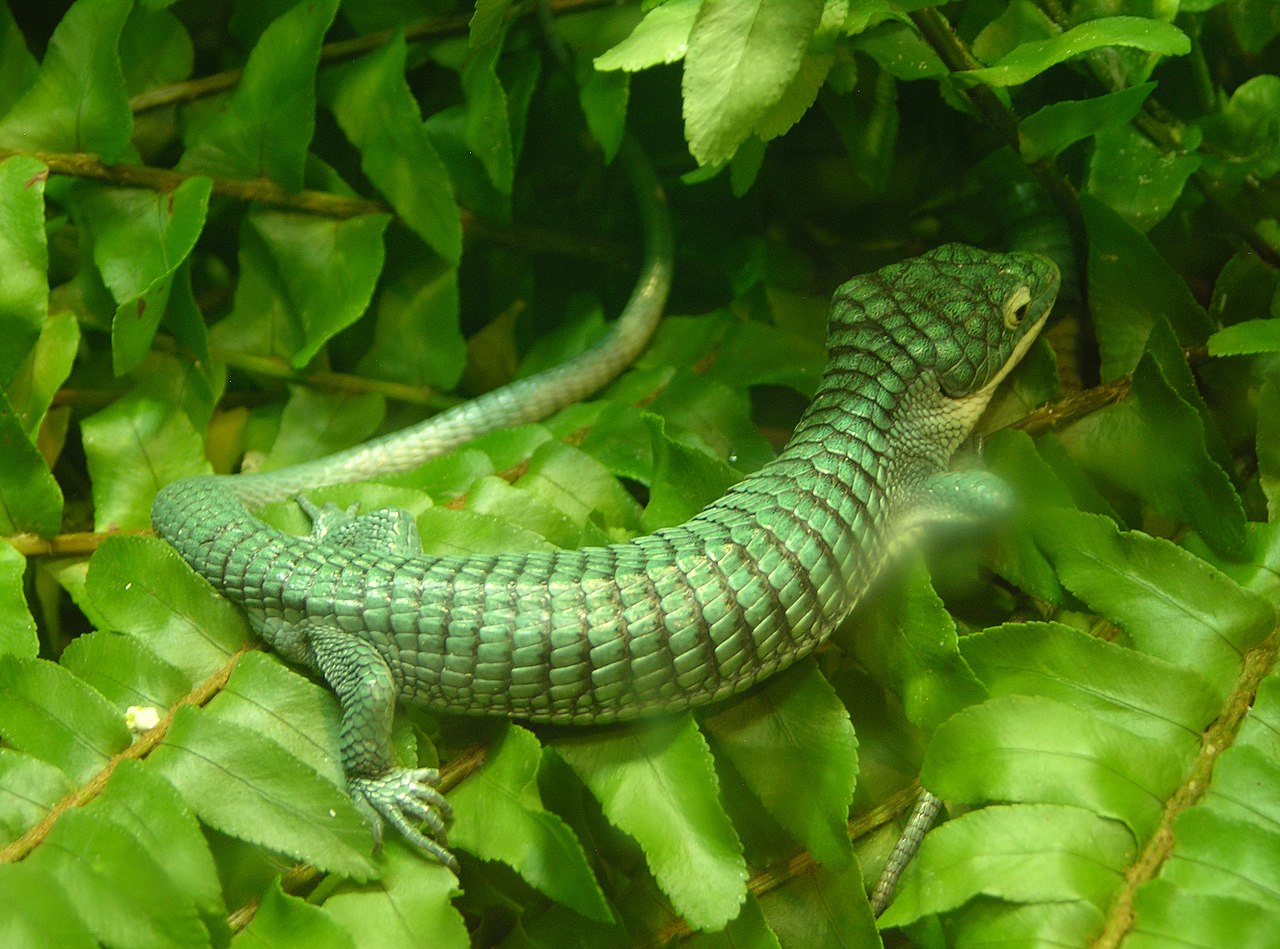 meksika-alligator-kertenkelesi